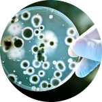 Стаття: Вплив ОЗОНУ на організм, бактерії і віруси. Стаття: Вплив ОЗОНУ на організм, бактерії і віруси.